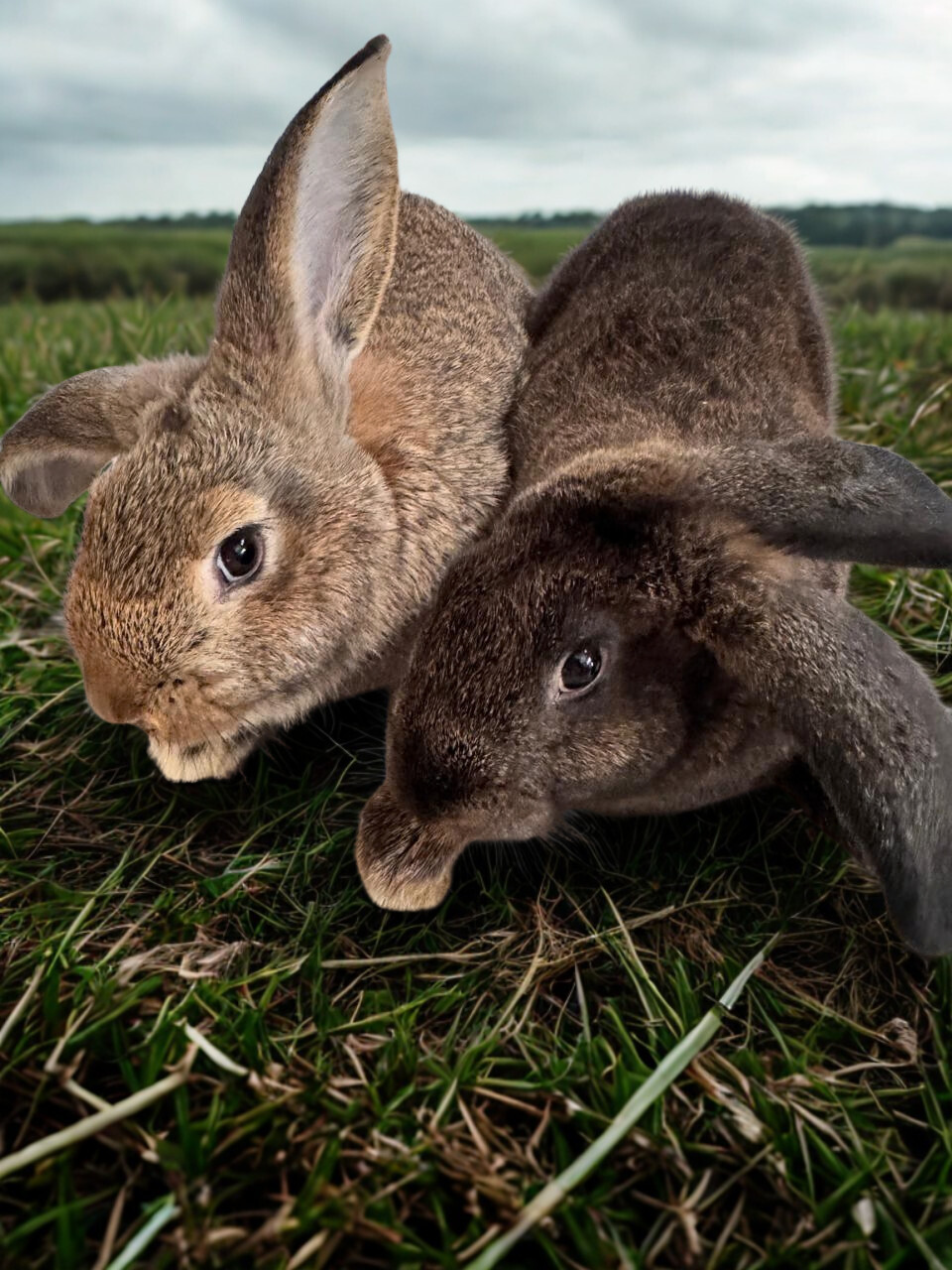 Flemish Giant Rabbits