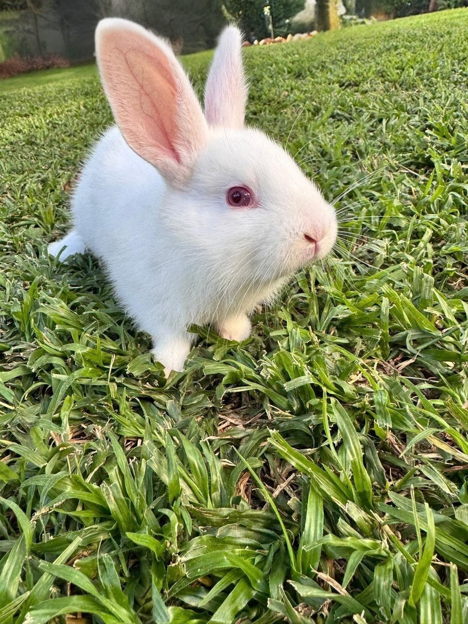 New Zealand White Newborn