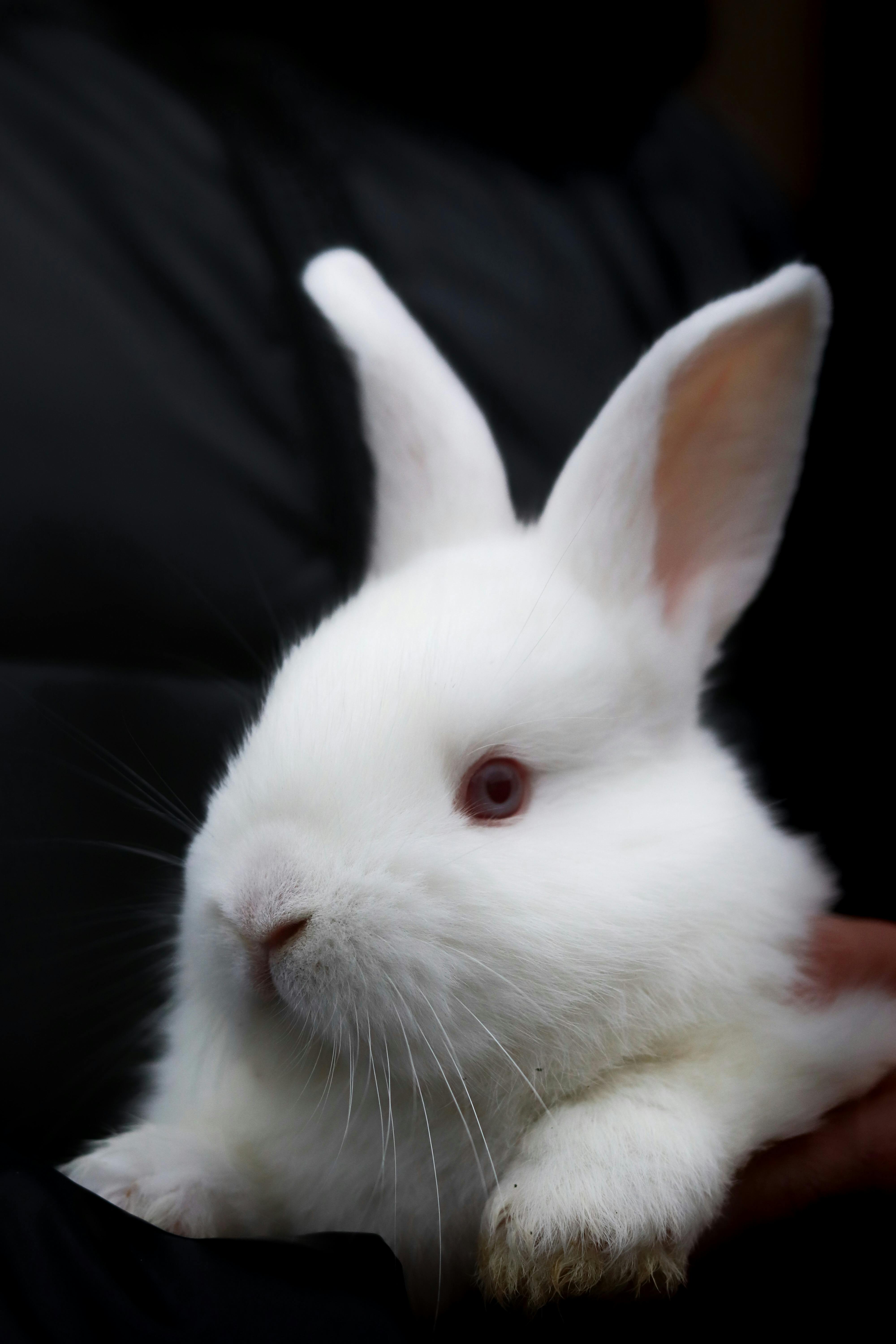 New Zealand White Rabbit