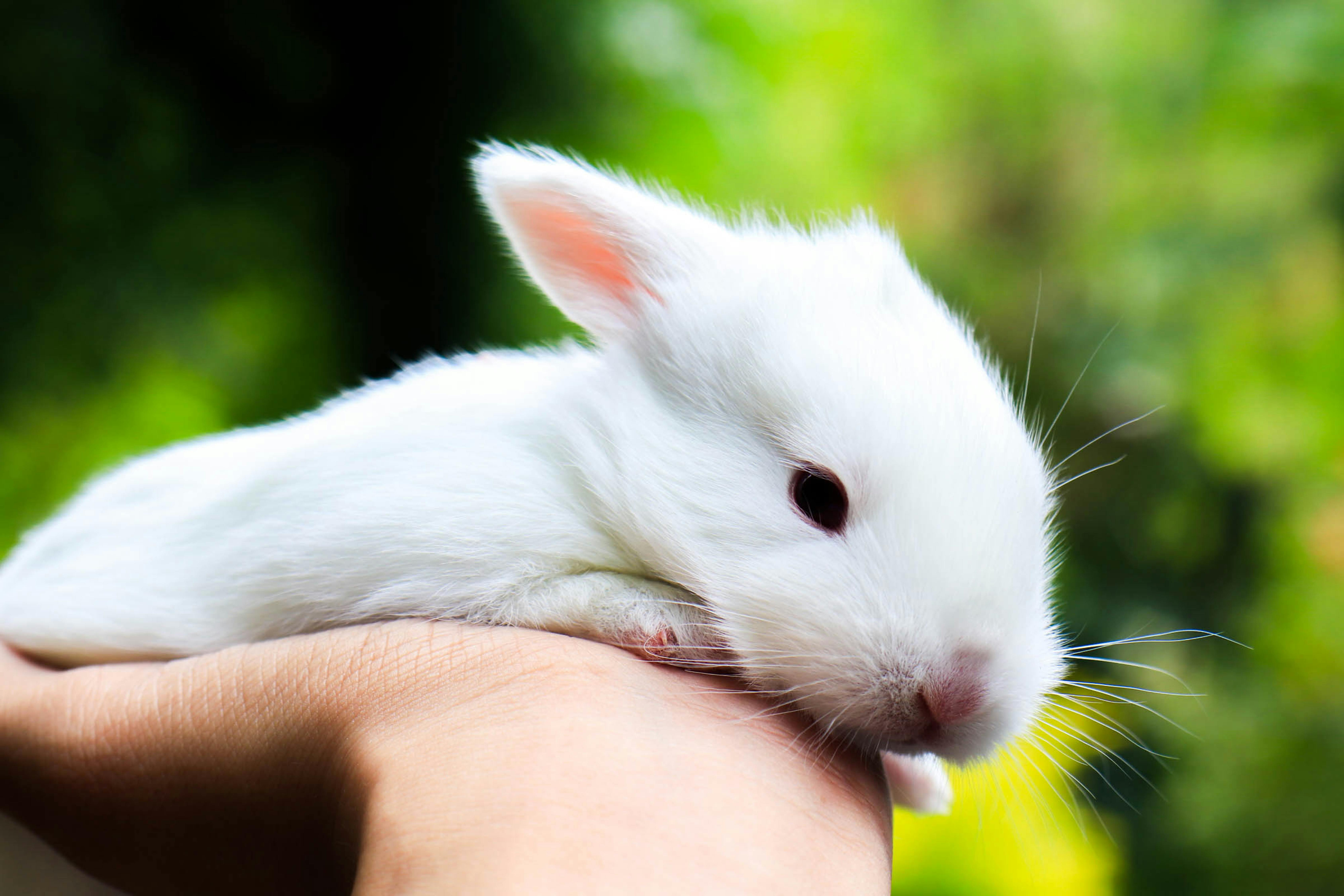 New Zealand White Baby Rabbit