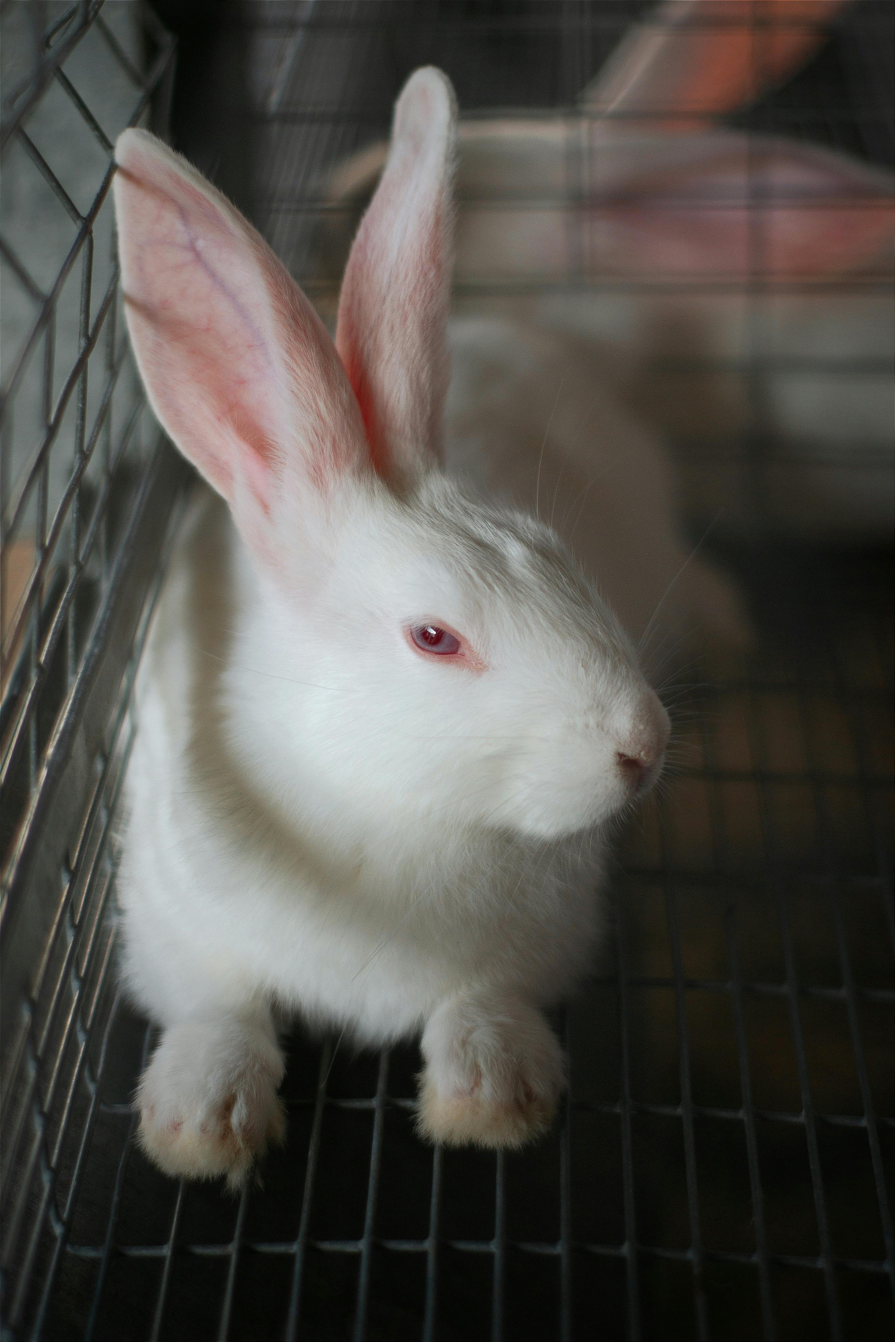 New Zealand White Rabbit